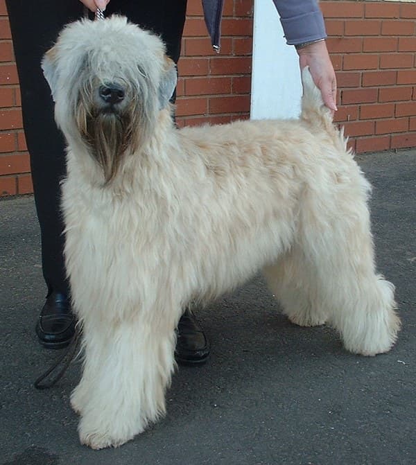 Soft coated wheaten terriër