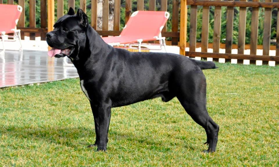 Cane corso