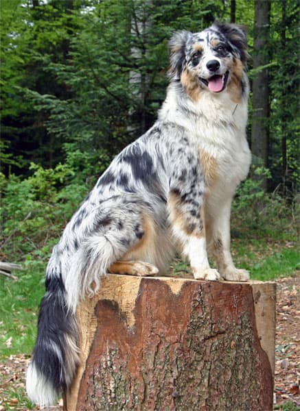 Australian shepherd