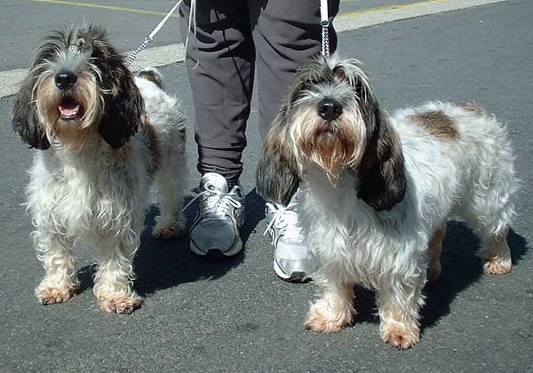 Petit basset griffon vendéen