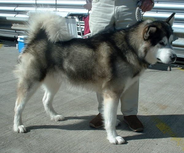 Alaska malamute