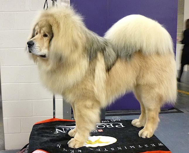 Tibetaanse mastiff