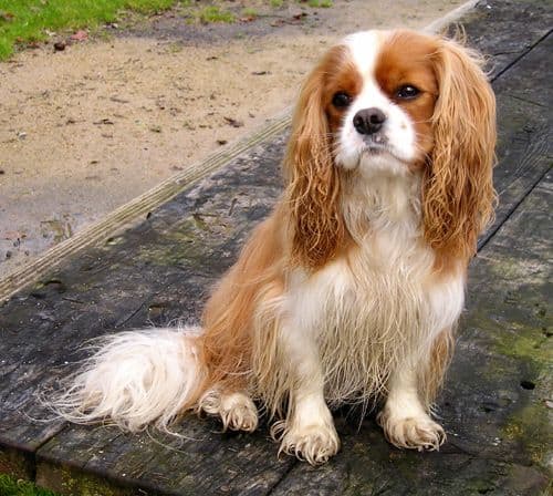 Cavalier king charles spaniel