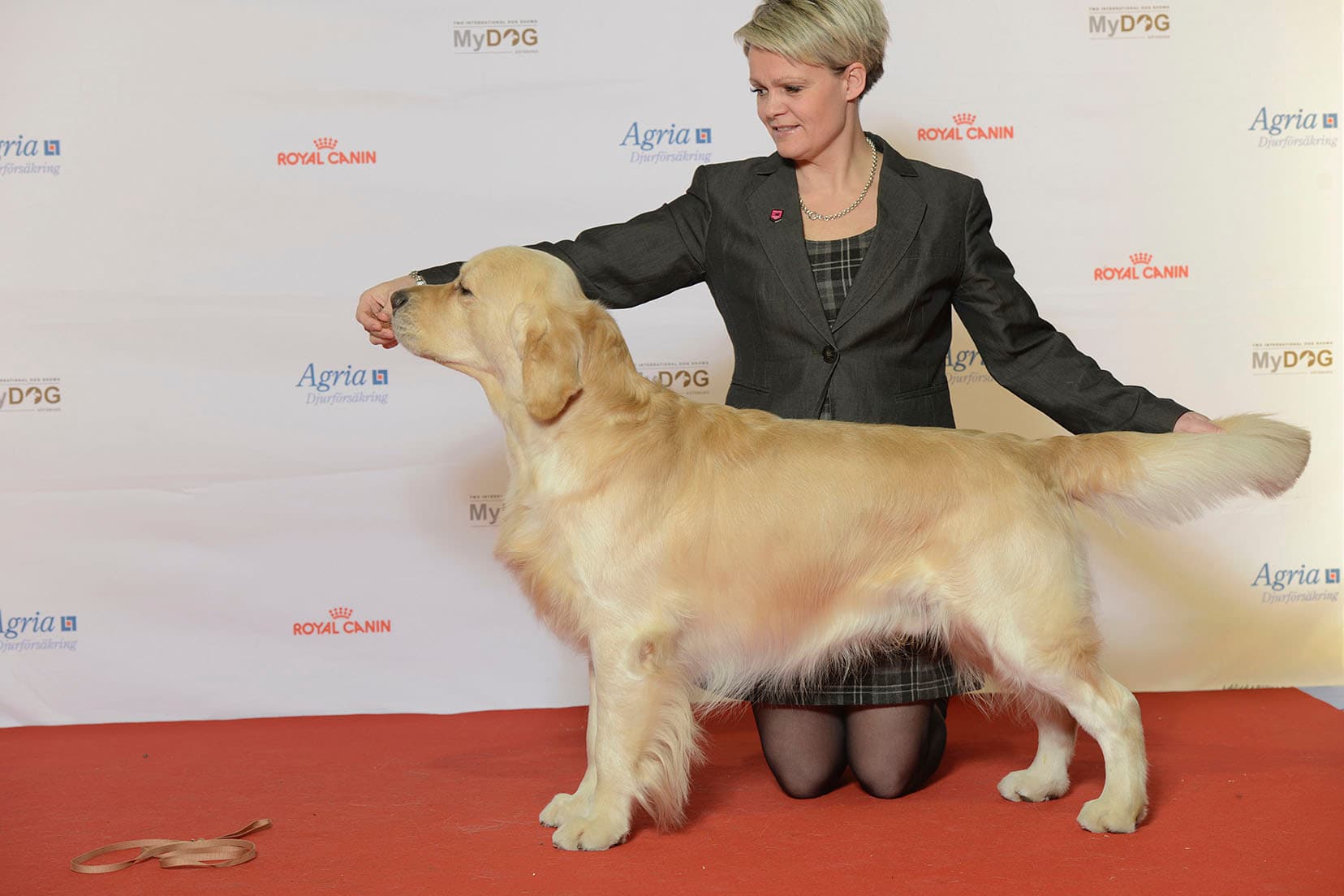 Golden retriever