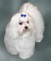 Maltezer