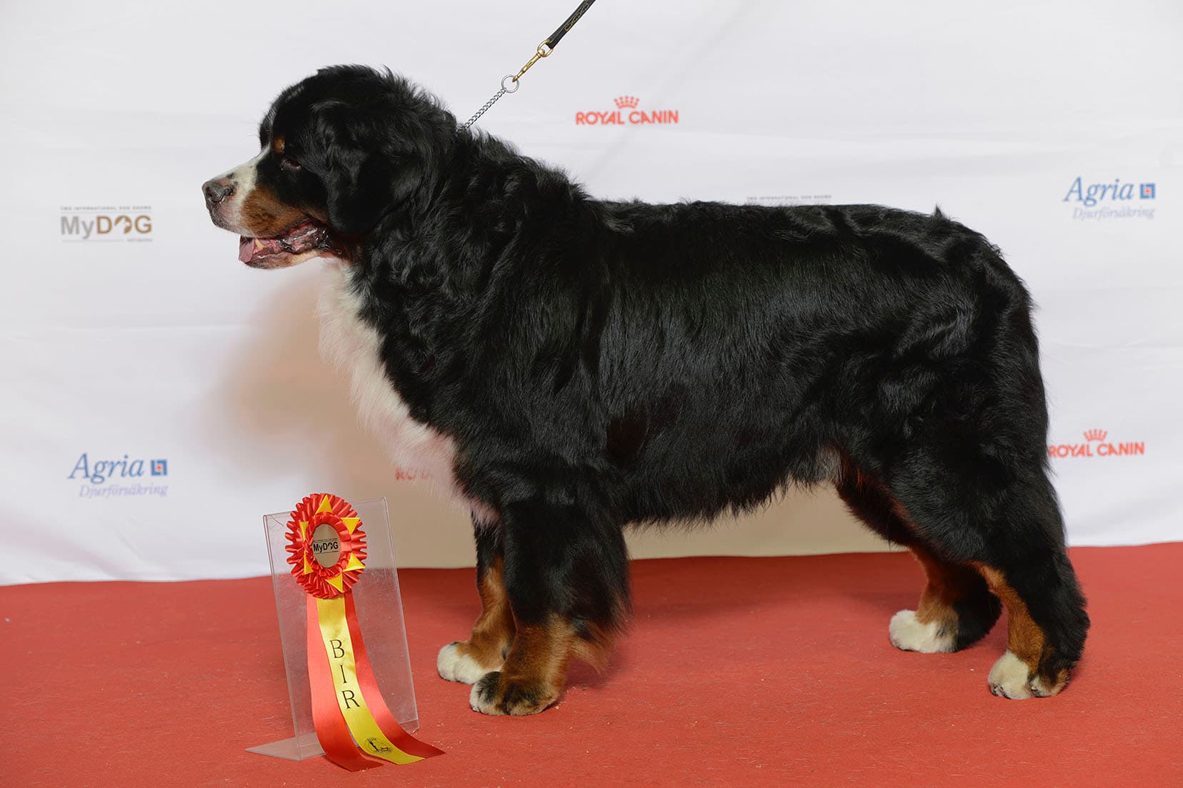 Berner sennenhond