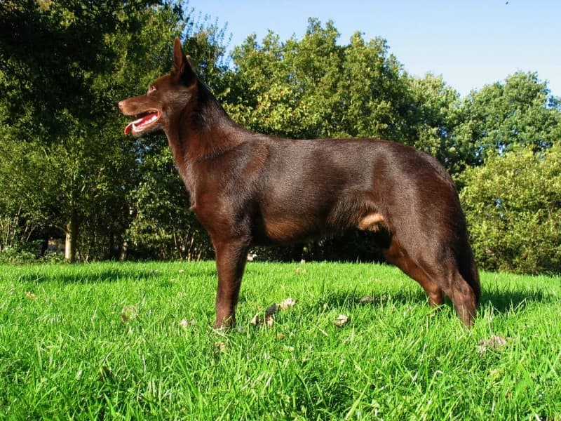 Australian kelpie