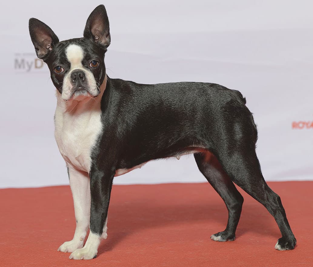 Boston terriër